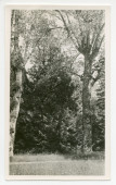 Photographie du parc de la propriété de Riond-Bosson avec deux grands arbres