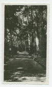 Photographie d'une allée du parc de la propriété de Riond-Bosson – extraite d'un album de la famille Obuchowicz