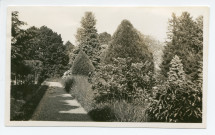 Photographie d'arbres du parc de la propriété de Riond-Bosson, avec chemin droit