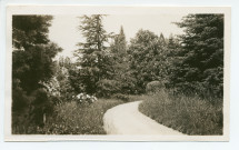 Photographie d'arbres du parc de la propriété de Riond-Bosson, avec chemin tournant à droite