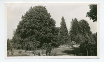 Photographie d'arbres du parc de la propriété de Riond-Bosson, avec la roseraie et des chemins au premier plan