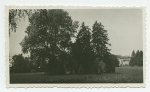 Photographie d'un champ de fleurs dans le parc de la propriété de Riond-Bosson, avec la façade sud de la villa en arrière-fond – extraite d'un album de la famille Obuchowicz