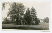 Photographie d'arbres du parc de la propriété de Riond-Bosson, avec la façade sud de la villa en arrière-fond