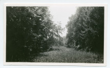 Photographie du parc de la propriété de Riond-Bosson au printemps avec son tapis de fleurs sauvages