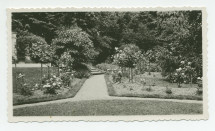 Photographie de la roseraie de la villa de Riond-Bosson, sise côté sud, vue depuis la place de croquet – extraite d'un album de la famille Obuchowicz