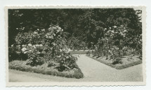 Photographie rapprochée de la roseraie de la villa de Riond-Bosson, sise côté sud – extraite d'un album de la famille Obuchowicz
