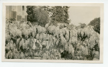 Photographie des glycines de la terrasse de la villa de Riond-Bosson, sise au premier étage côté sud