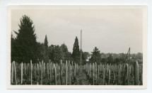 Photographie de la vigne de Riond-Bosson, sise côté droit du parc
