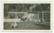 Photographie du chien Ping d'Hélène Paderewska en compagnie des chiens de Mrs Tape à Paso Robles, en Californie, en mars 1924